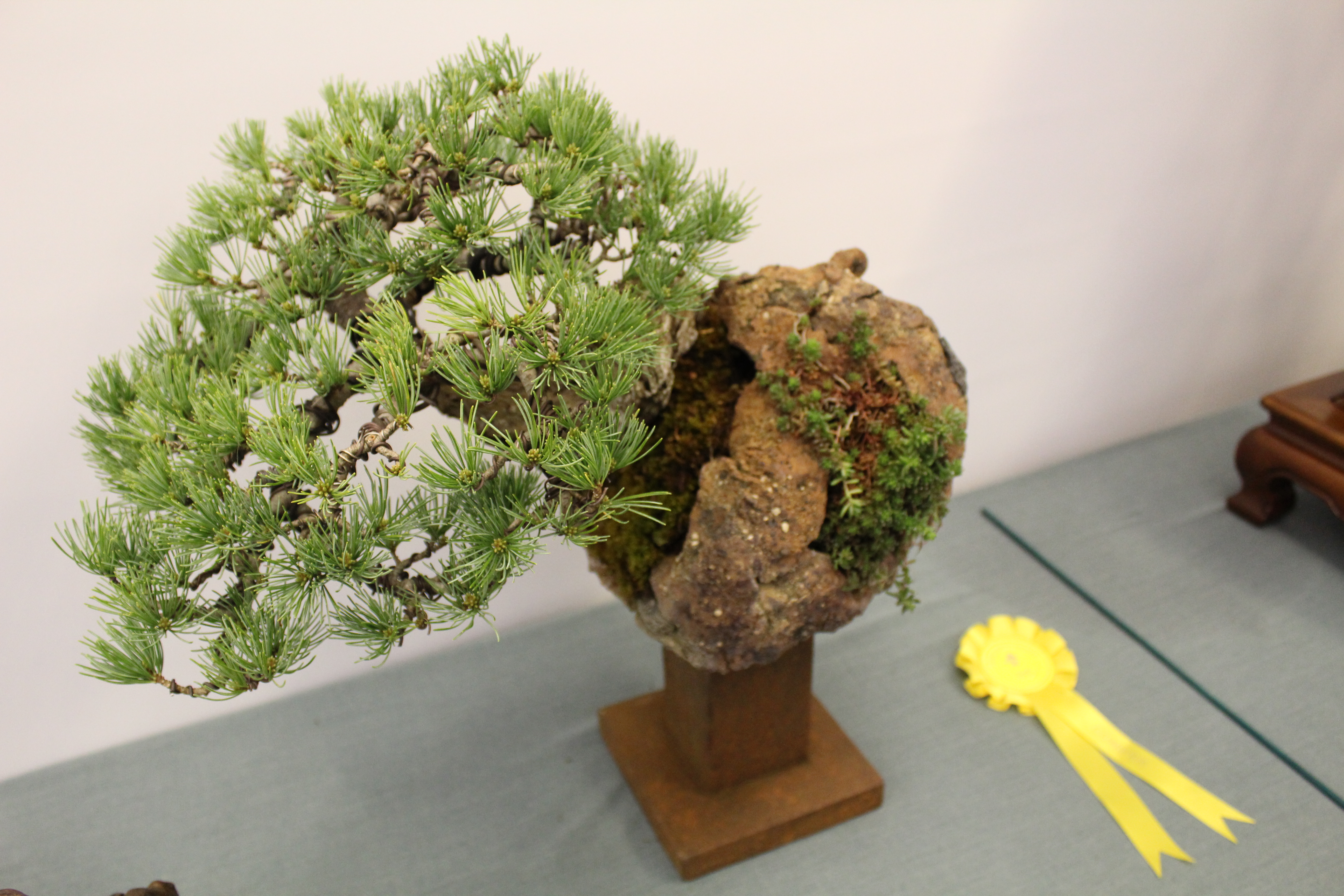 Award winning pines