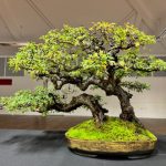 40th Anniversary Wessex Bonsai