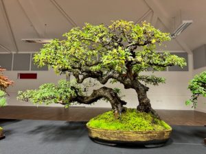 40th Anniversary Wessex Bonsai