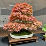 Wessex Bonsai 40th Anniversary