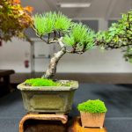 Wessex Bonsai 40th Anniversary event