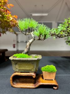 Wessex Bonsai 40th Anniversary event